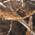 Realtree Max 5